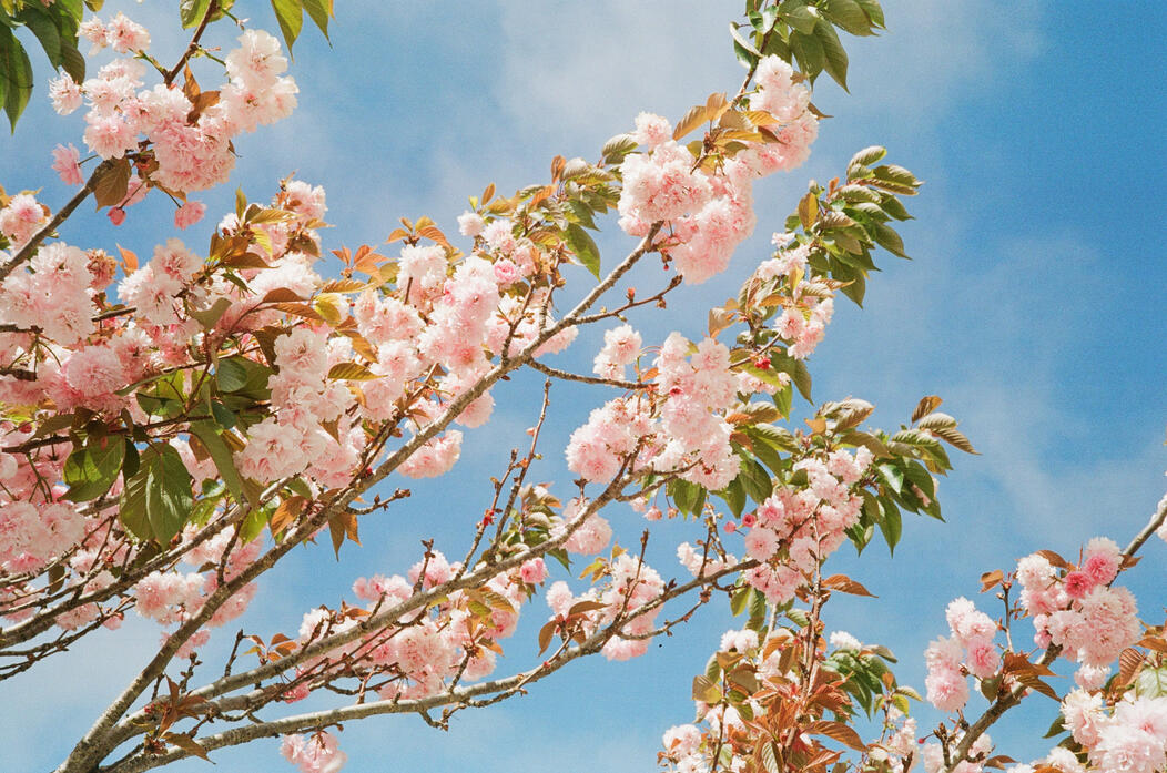 Bloom // San Francisco 2022 // 16&quot;x 20&quot; // $400 sold